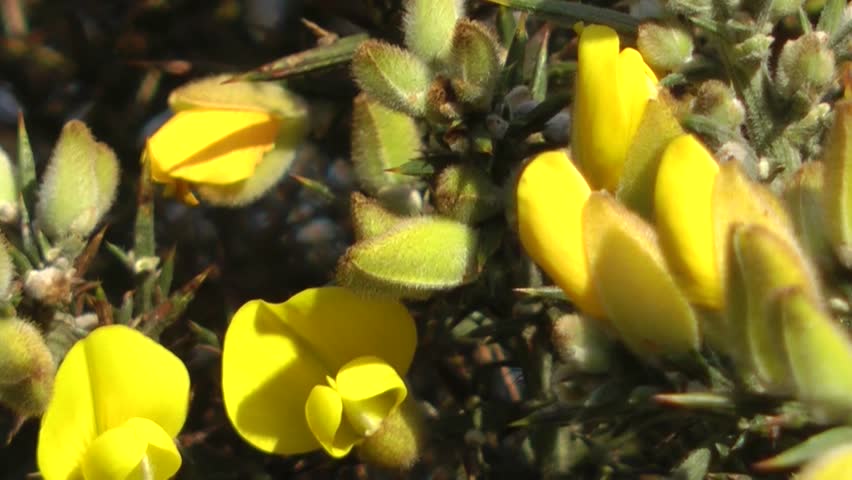 Spring Flowers - Wild Yellow Gorse