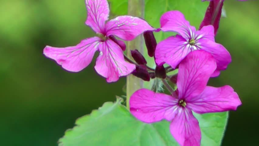 Spring Flowers - Purple Honesty Close up