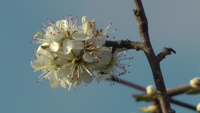Plum Blossom against a clear blue sky - Close Up