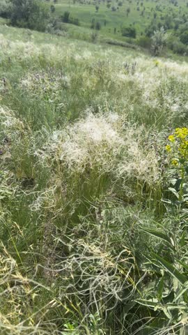 Beautiful feather grass (Stipa) with its characteristic silvery plumes gently swaying in the breeze on a natural steppe landscape. The vertical 9:16 format captures the graceful movement of the orname