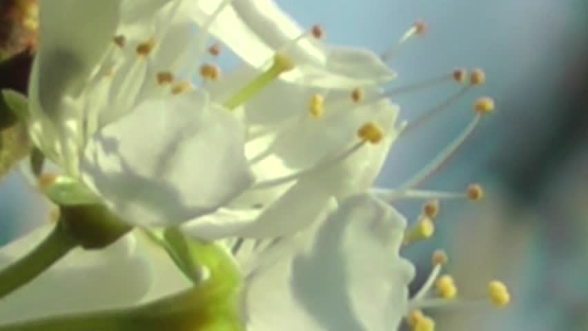 Damson Blossom against a clear blue sky - Close Up