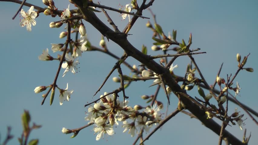 Plum Blossom against a clear blue sky