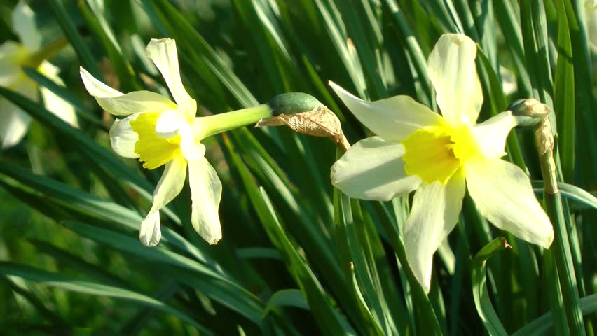 Spring Flowers - Yellow Daffodil