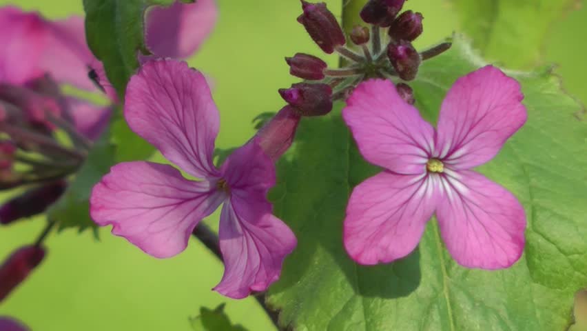 Spring Flowers - Purple Honesty