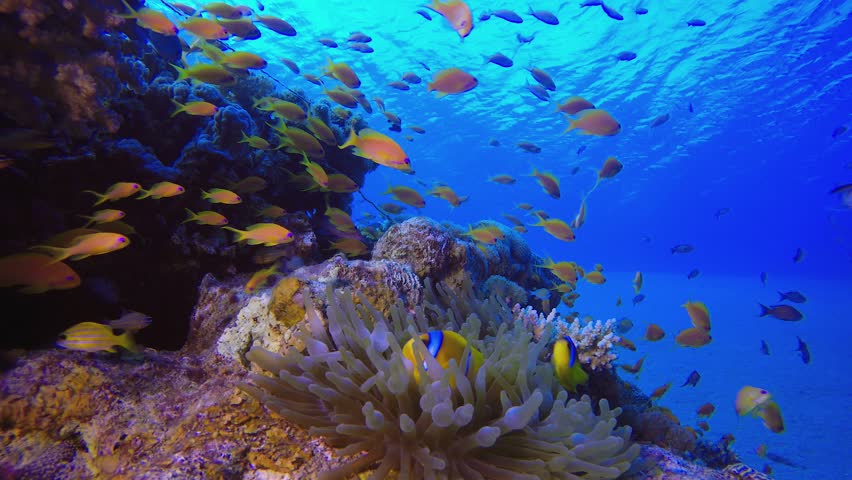 Underwater Clownfish Coral Reef. Underwater tropical clownfish (Amphiprion bicinctus) and sea anemones. Underwater fish reef marine. Tropical colourful underwater seascape. Reef coral scene.