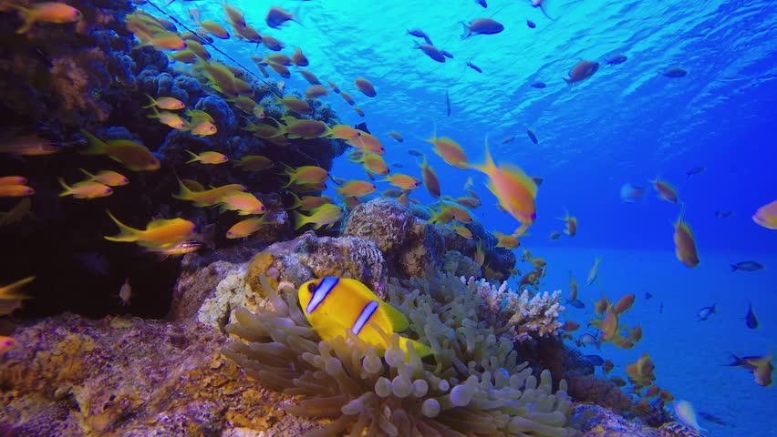 Underwater Clownfish Coral Reef. Underwater tropical clownfish (Amphiprion bicinctus) and sea anemones. Underwater fish reef marine. Tropical colourful underwater seascape. Reef coral scene.