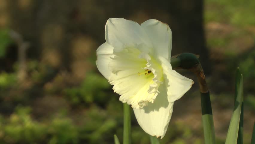Spring Flowers - White Daffodil