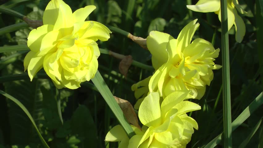 Spring Flowers - Yellow Daffodil