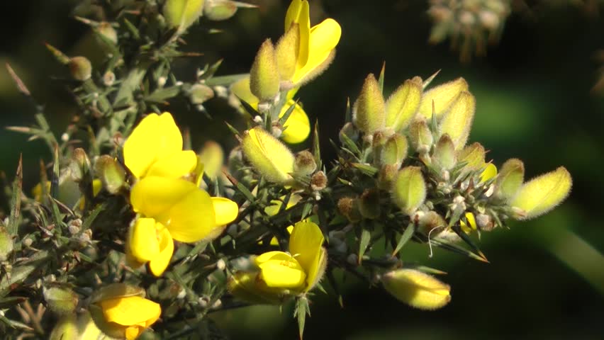 Spring Flowers - Wild Yellow Gorse