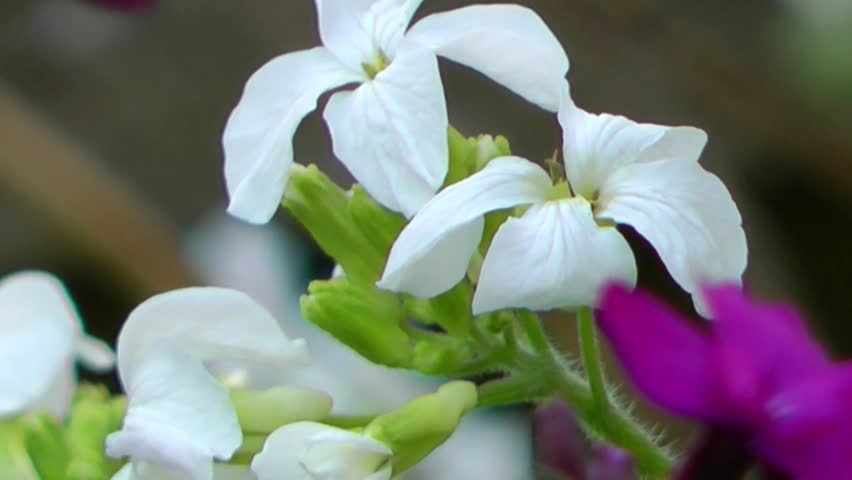 Spring Flowers - White Honesty Close up
