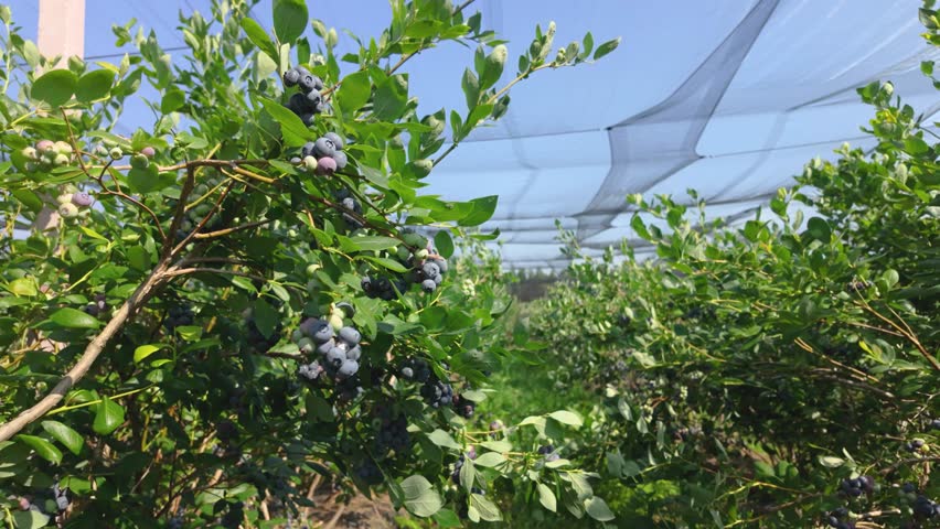 Ripe blueberries growing on bush in fruit orchard under protective netting