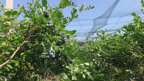 Ripe blueberries growing on bush in fruit orchard under protective netting - Powered by Shutterstock - Get 15% off with code: PIKWIZARD15