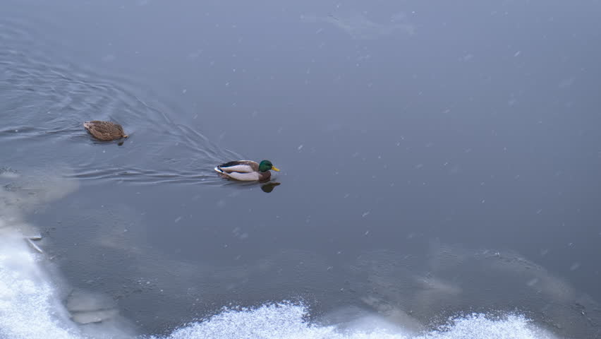 Ducks family swim in cold winter waves. Duck family relax in the cold water of the winter river in the day light.