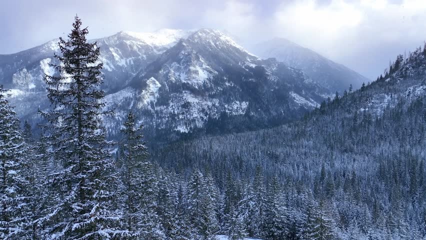 white Christmas in the forest, snowy fairy-tale Christmas landscape in Tatra mountains, drone view of a snowy forest with pines and beautiful snow-capped mountains, ski holiday