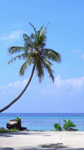 Palm tree on tropical beach. Caribbean landscape. Vacation scene. Vertical footage
