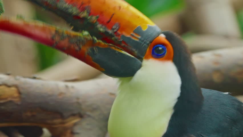 Close up shot of a Ramphastos Toco perching on a branch