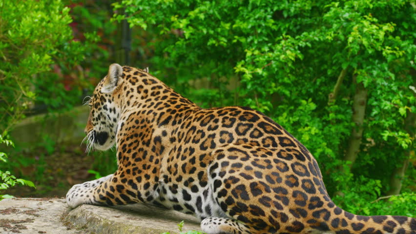 Solitary jaguar lies on a rock, resting in public zoo