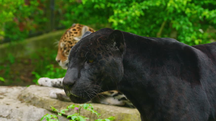 Solitary jaguar lies on a rock, resting in public zoo