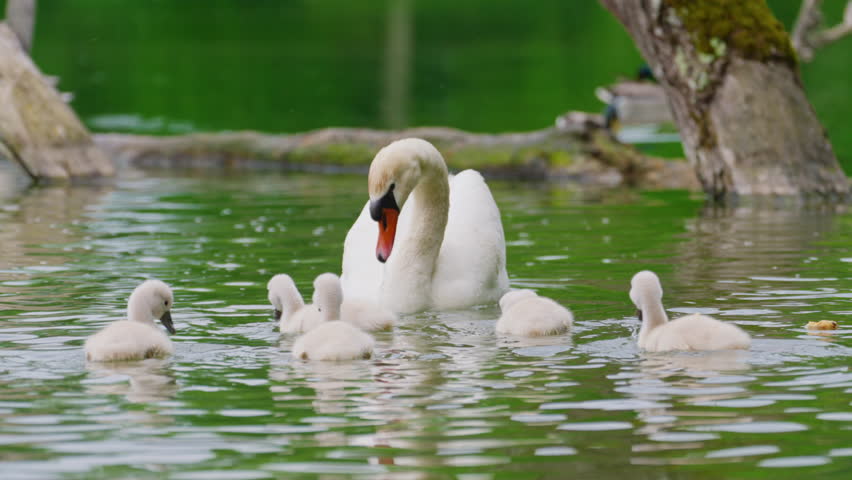 Close up of cute newborn baby swans in white color clean swim in the lake together with mom