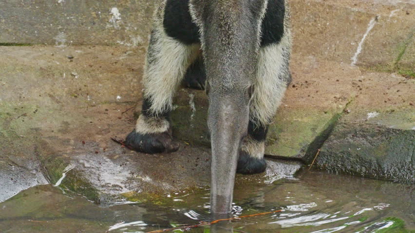 Ant eater drinks water in a pond