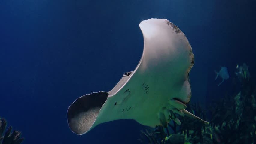  Eagle rays glide underwater in a large aquarium. Watching the behavior of stingrays