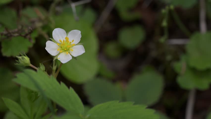 Wild Vigina strawberry wildflower Fragaria virginana moving as it blows in a light wind