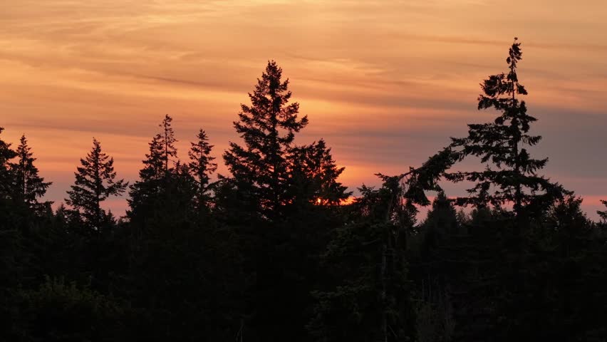 Panning across a silhouetted tree line to reveal a golden sunset. Located near Mt. Rainier, Washington.