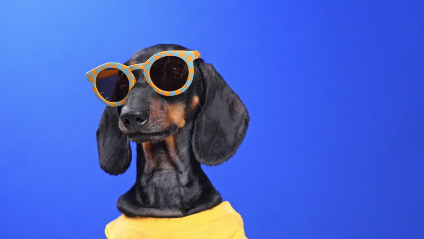 A black and tan dachshund poses against a blue background wearing yellow sunglasses and a yellow shirt, looking forward with a relaxed and confident expression shakes his ears and licks his lips