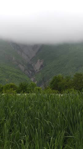 Verdant meadow gently waving under soft mountain mist, revealing serene landscape with vibrant green expanse stretching across rolling countryside