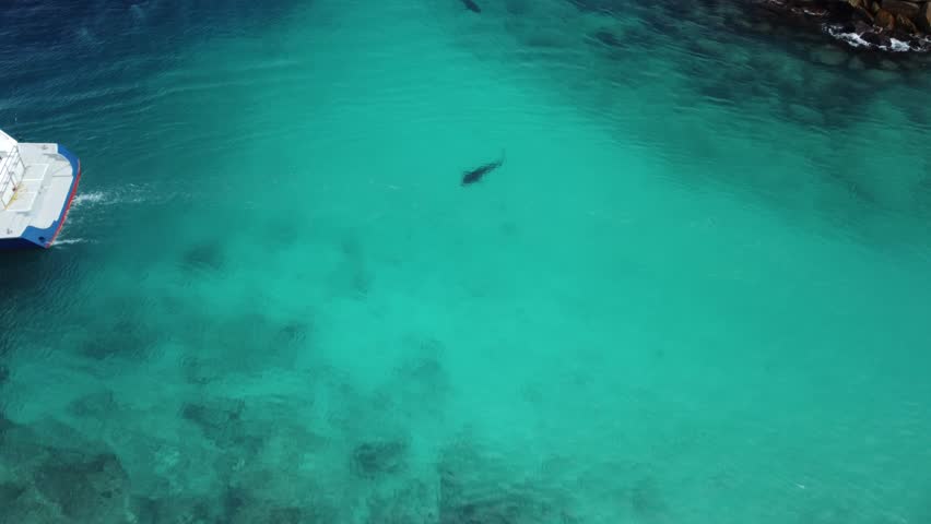 Aerial view of Tiger sharks swimming in Fuvahmulah Harbour, Maldives stock video