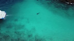 Aerial view of Tiger sharks swimming in Fuvahmulah Harbour, Maldives stock video - Powered by Shutterstock - Get 15% off with code: PIKWIZARD15