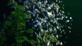 Air bubble under water or aquarium, floating. Rising Bubbles in Deep Underwater - Powered by Shutterstock - Get 15% off with code: PIKWIZARD15