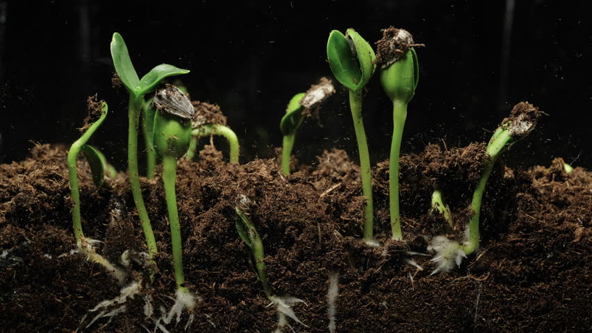 Section view of seeds germinate and sprout into small plants.