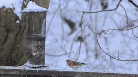 Eurasian Chaffinches eat, compete for seeds in bird feeder sitting on fence during light winter snow in Norway. - Powered by Shutterstock - Get 15% off with code: PIKWIZARD15