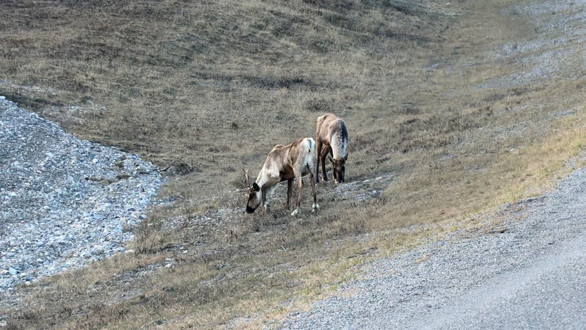 Two mountain caribou in late spring grazing on grass along Alaska Highway in Yukon Territory; subspecies of North American reindeer during spring migration; concepts of adventure travel and wildlife