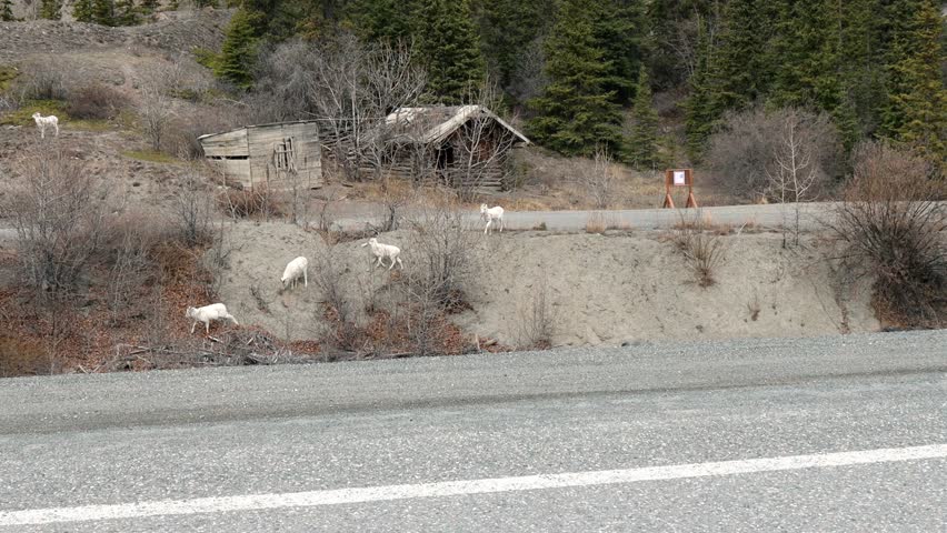 Dall Sheep or Thinhorn sheep near the Visitor Centre along the Alaska Highway in the Kluane National Park in Yukon Territory; concepts wildlife, travel adventures, and national parks