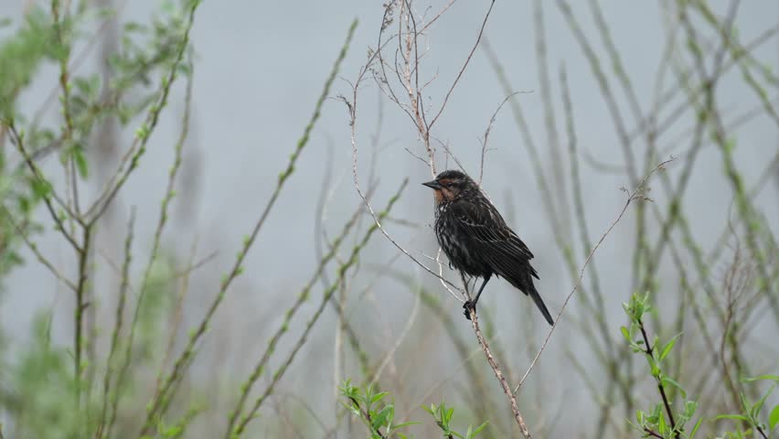 A female red winged blackbird perched on a dead weed on a rainy day.