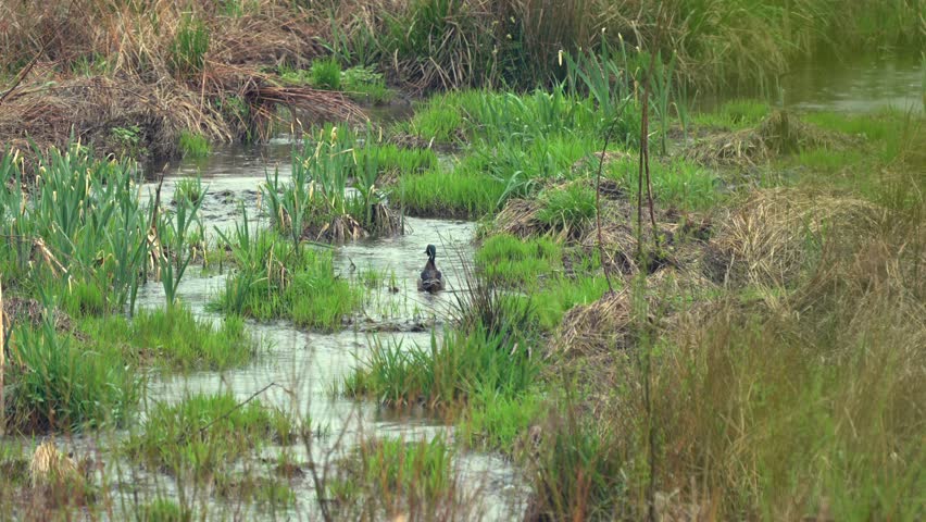 A wood duck on a marshy stream in the weeds on a rainy day.
