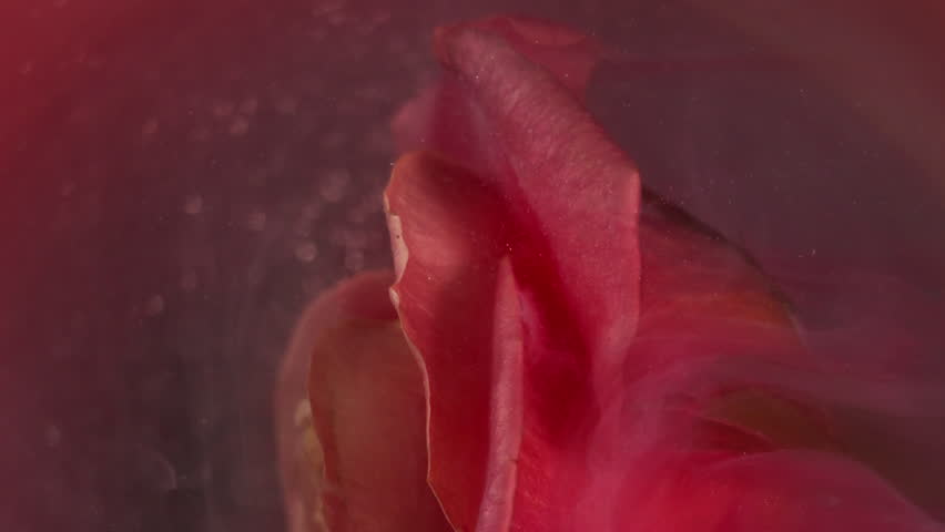 Vertical video. Smoke explosion. Mist flower. Elegant live glow nature rose orange spray paint defocused pink peach fume water abstract color background .