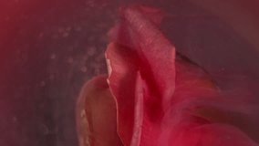 Vertical video. Smoke explosion. Mist flower. Elegant live glow nature rose orange spray paint defocused pink peach fume water abstract color background . - Powered by Shutterstock - Get 15% off with code: PIKWIZARD15