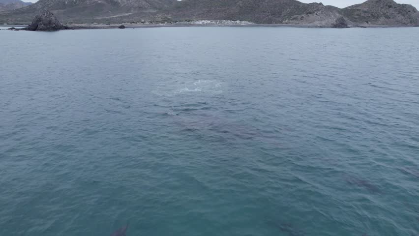 Dolphins and whales swimming together in Cabo Pulmo, BCS, Mexico