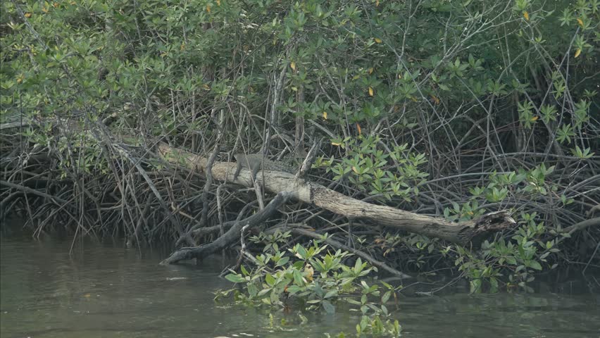 Zoom in on a crocodile resting on a tree trunk among dense mangrove roots in Costa Rica