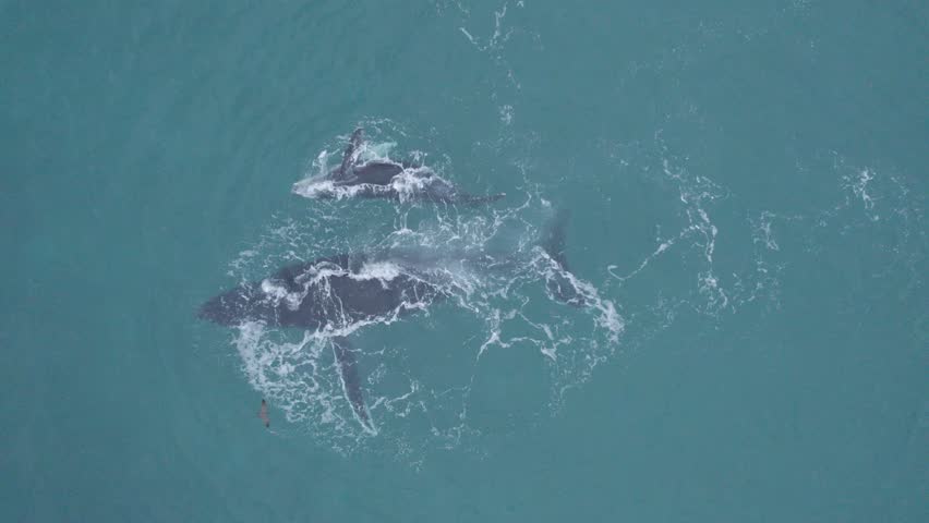A whale with a calf thrashing in the water in the Gulf of California. A pelican is seen cruising in flight