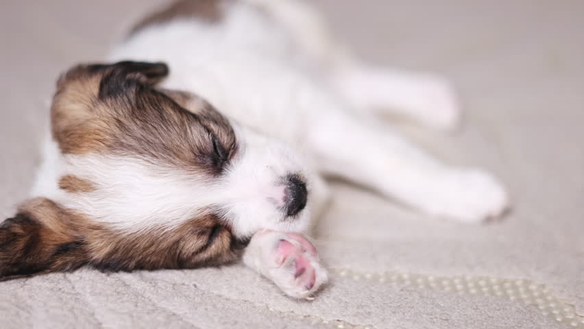 little dog sleeping on blanchet or down on floor,carpet.cute puppy with paw under head. baby animal inside house, close up.