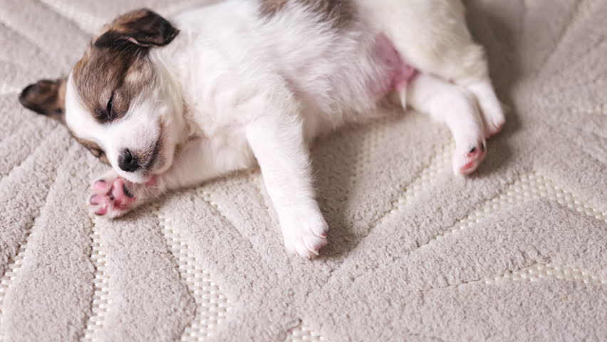 little dog sleeping on blanchet or down on floor,carpet.cute puppy with paw under head. baby animal inside house, close up.