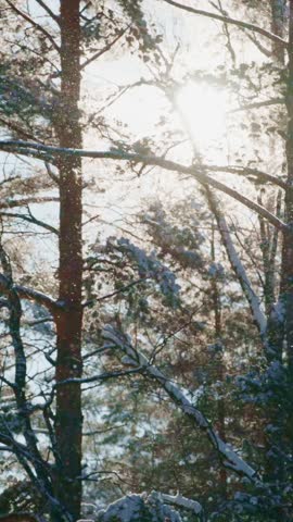 Bright sunlight shines through tall trees covered in snow, creating a serene atmosphere in a peaceful winter forest. Nature reveals its beauty in this tranquil setting.