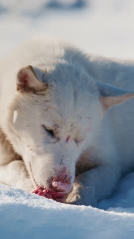 A white Arctic wolf is seen actively chewing on its prey in a snowy environment. The scene captures the wolf's focus and its natural instincts while thriving in the cold wilderness.