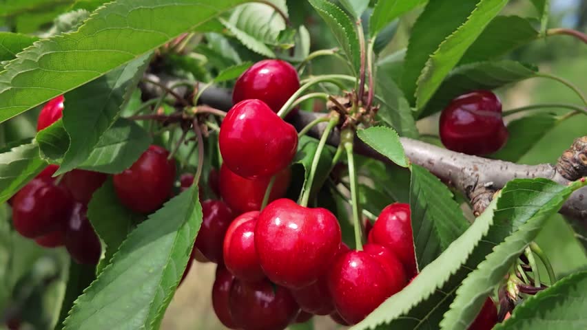 Fresh red cherries ready for seasonal picking on a farm.