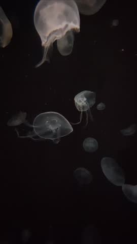 Moon Jellyfish of Osaka Aquarium Kaiyukan