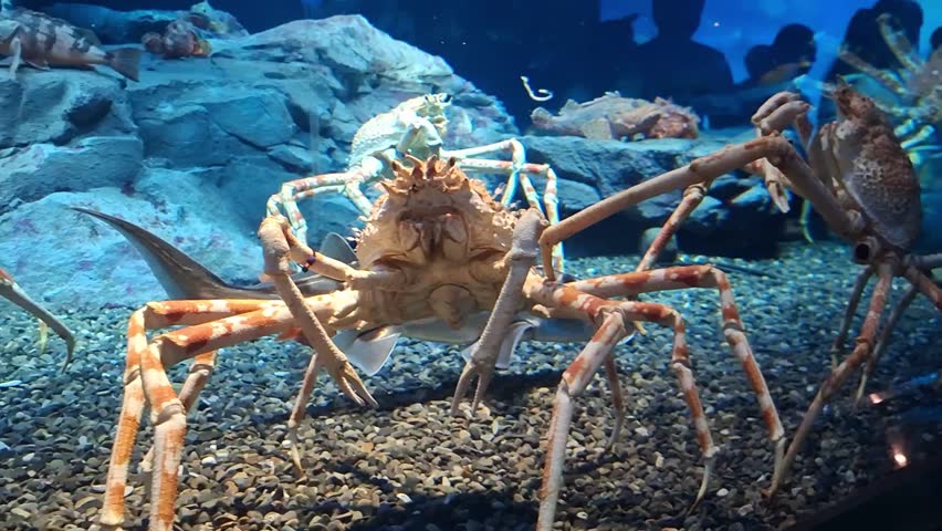 Japanese Spider Crab of Osaka Aquarium Kaiyukan